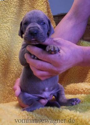 Darwin Vom Hause Wagner