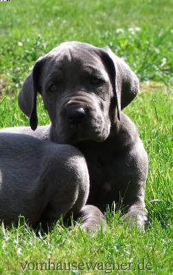 Darwin Vom Hause Wagner