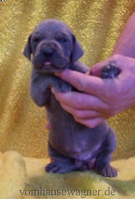 Damokles Vom Hause Wagner