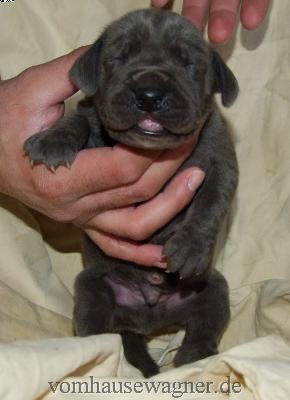 Damokles Vom Hause Wagner