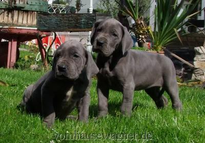 Dajak Vom Hause Wagner