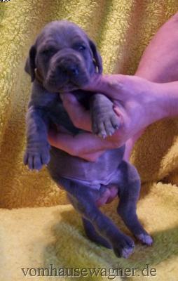 Delphi Vom Hause Wagner