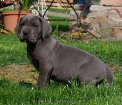 Delphi Vom Hause Wagner