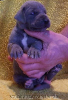 Darling Vom Hause Wagner