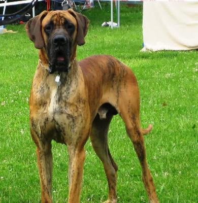 Leroy Vom Sprendlinger Tal