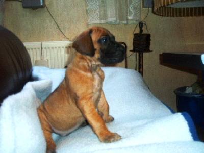 Lucius Vom Sprendlinger Tal