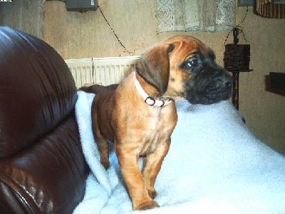 Labelle Vom Sprendlinger Tal