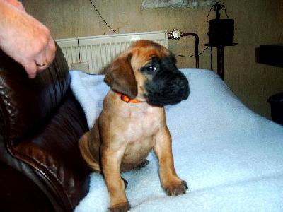 Lavinia Vom Sprendlinger Tal