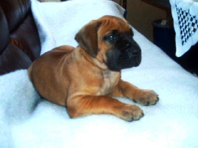 Liora Vom Sprendlinger Tal