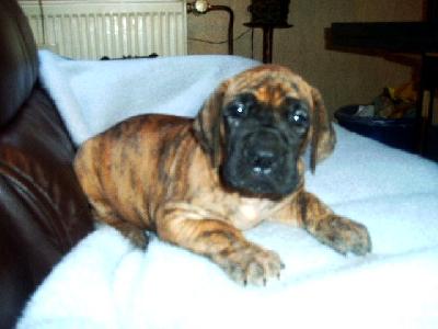 Loulou Vom Sprendlinger Tal