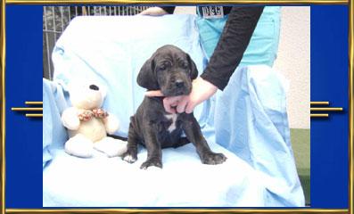 Victory Von Blue Ground