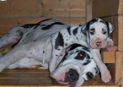 Usaro Vom Wchterberg