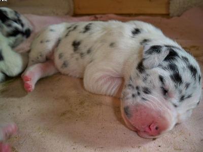 Ch Utje Vom Wächterberg