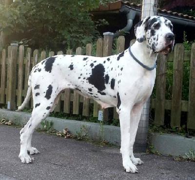 Ch Utje Vom Wächterberg