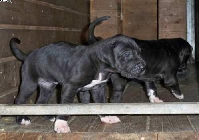 Uraya-ursina Vom W�chterberg