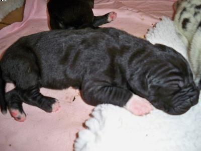 Uraya-ursina Vom W�chterberg