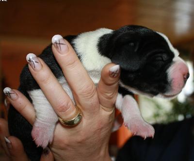 Aragon Vom Haus Heinbach