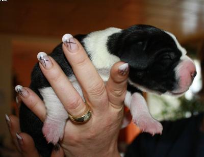 Aragon Vom Haus Heinbach