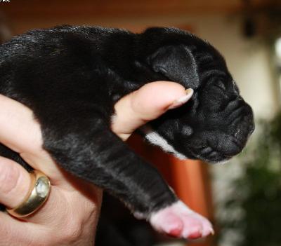 Aaron Vom Haus Heinbach