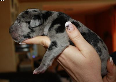 Akeem Vom Haus Heinbach