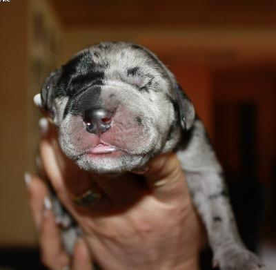 Akeem Vom Haus Heinbach