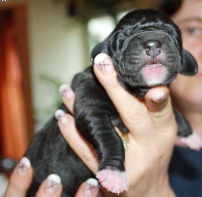 Aymie Vom Haus Heinbach