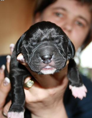 Aymie Vom Haus Heinbach