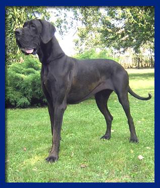 Rosemari-n Della Baia Azzurra