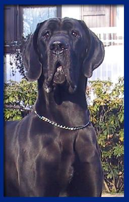 Rosemari-n Della Baia Azzurra