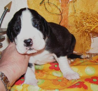 King Kong Vom White Temple