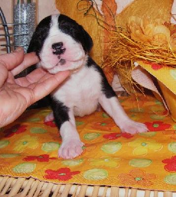 Kantus Vom White Temple