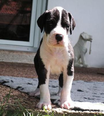 Kantus Vom White Temple