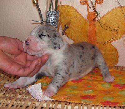 Kimba Vom White Temple