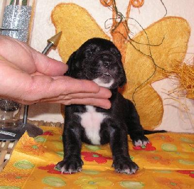 Kosma Vom White Temple