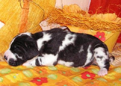 Kadira Vom White Temple