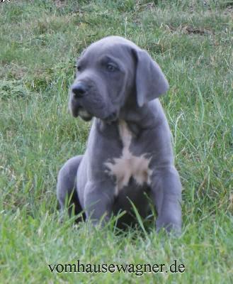 Endon Vom Hause Wagner