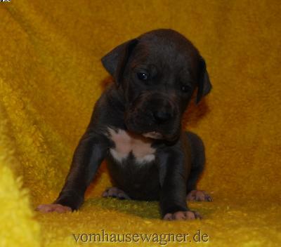 Endon Vom Hause Wagner