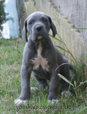 Endon Vom Hause Wagner