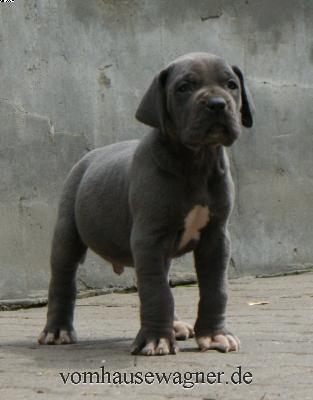 Erector Vom Hause Wagner