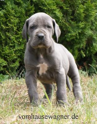 Ekta Vom Hause Wagner