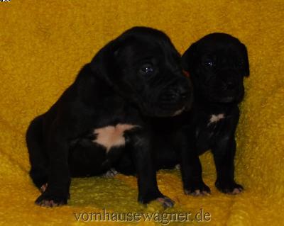 Expiratio Vom Hause Wagner