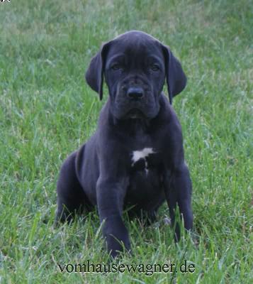 Expiratio Vom Hause Wagner