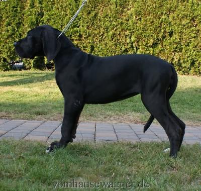 Expiratio Vom Hause Wagner