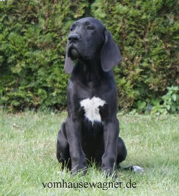 Equina Vom Hause Wagner