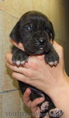 Equina Vom Hause Wagner