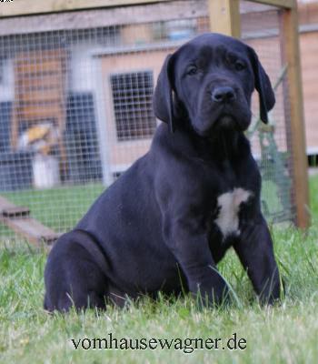 Equina Vom Hause Wagner