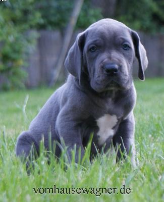 Enchant-emma Vom Hause Wagner