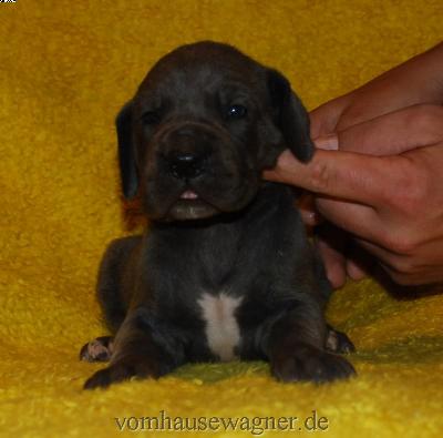 Enchant-emma Vom Hause Wagner