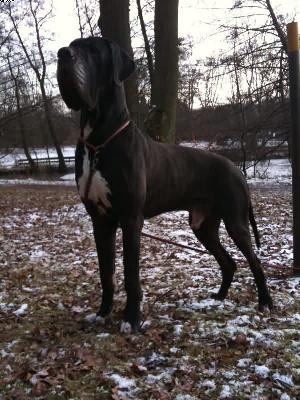 Verdi-n Del Castello Delle Rocche