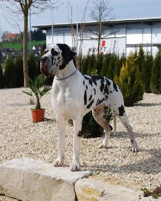 Mitch Von Der Ofnethhle